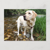 Gele labrador Retriever State Pose Briefkaart (Voorkant)