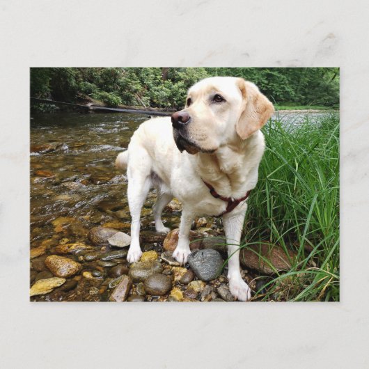 Gele labrador Retriever State Pose Briefkaart (Voorkant)