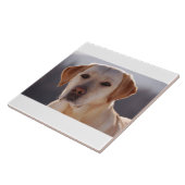 gele labrador tegeltje (Zijkant)
