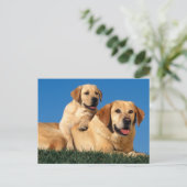 Gele labradors briefkaart (Staand voorkant)