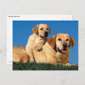 Gele labradors briefkaart (Voorkant / Achterkant)