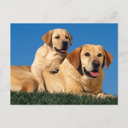 Gele labradors briefkaart (Voorkant)