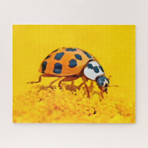 Gele ladybird, Gigzaag Puzzle Legpuzzel