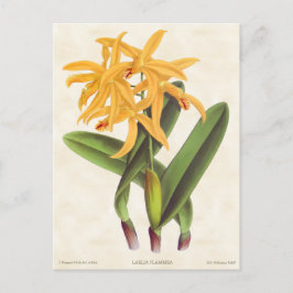 Gele laelia Orchid  Botanisch Briefkaart