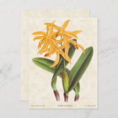 Gele laelia Orchid Botanisch Briefkaart (Voorkant / Achterkant)