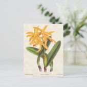 Gele laelia Orchid Botanisch Briefkaart (Staand voorkant)