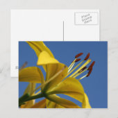 Gele Lelie Ansichtkaart Briefkaart (Voorkant / Achterkant)