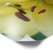 Gele lelie bloemblaadjes 8x10 foto afdruk (Hoek)