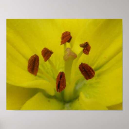 Gele Lelie Bloemendruk Poster (Voorkant)