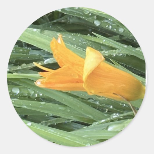 Gele lelie ronde sticker (Voorkant)