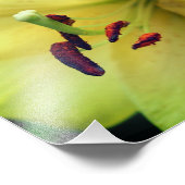 Gele leliebloem van dichtbij 8x10 foto afdruk (Hoek)