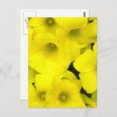 Gele lente bloemen in de tuin briefkaart (Voorkant / Achterkant)