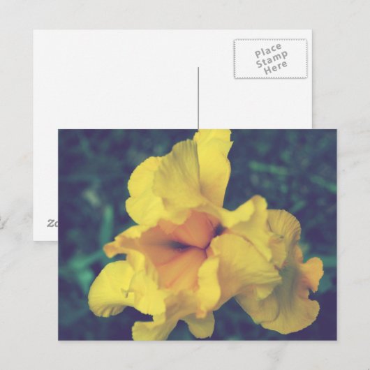 Gele lente iris bloemenfotografie briefkaart (Voorkant / Achterkant)