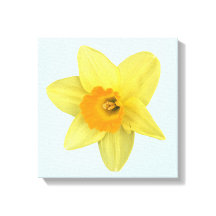 Gele Lentebloem Narcis