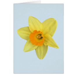 Gele lentesaffodil op Bleek blauw