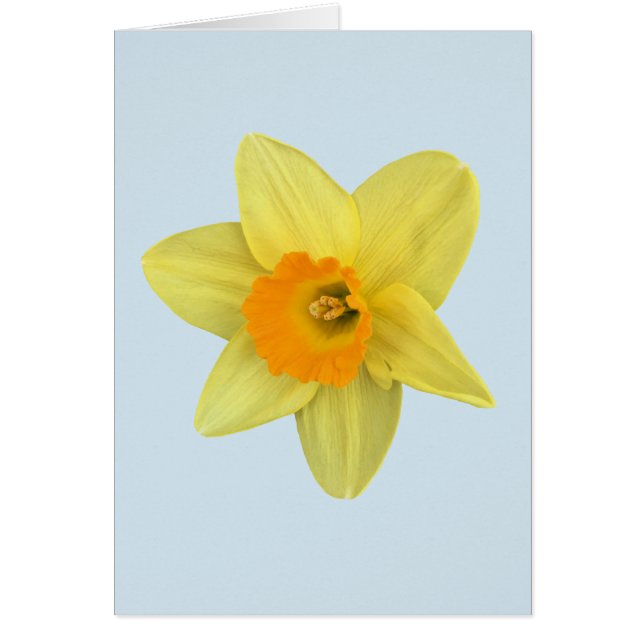 Gele lentesaffodil op Bleek blauw (Voorkant)