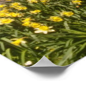 gele lentesaffodils, Borders, Peebles bloemen Poster (Hoek)