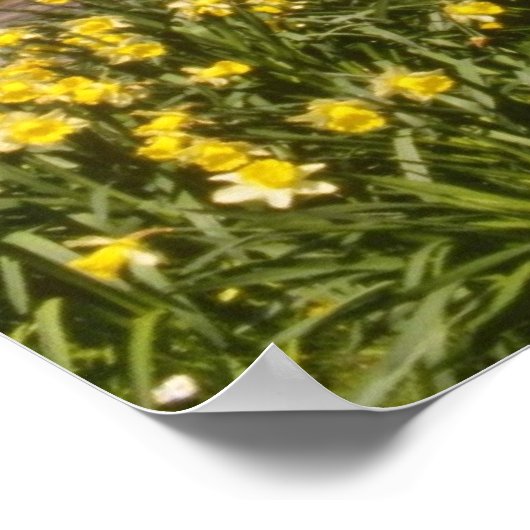 gele lentesaffodils, Borders, Peebles bloemen Poster (Hoek)