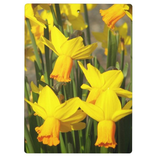 Gele lentesaffodils Floral Klembord (Achterkant)