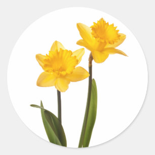 Gele lentesaffodils op wit ronde sticker