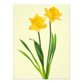 Gele lentesaffodils - Sjabloon van Daffodil Foto Afdruk (Voorkant)