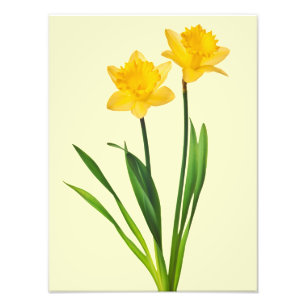Gele lentesaffodils - Sjabloon van Daffodil Foto Afdruk