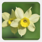 Gele lentesaffodils vierkante sticker (Voorkant)