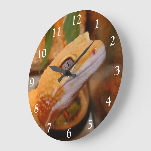 Gele leopard Gecko Grote Klok (Hoek)