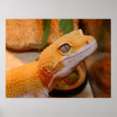 Gele leopard Gecko Lizard Poster (Voorkant)