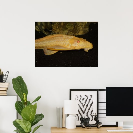 Gele leopard Sailfin Pleco Poster (Thuiskantoor)
