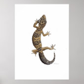 Gele leopargekko poster (Voorkant)