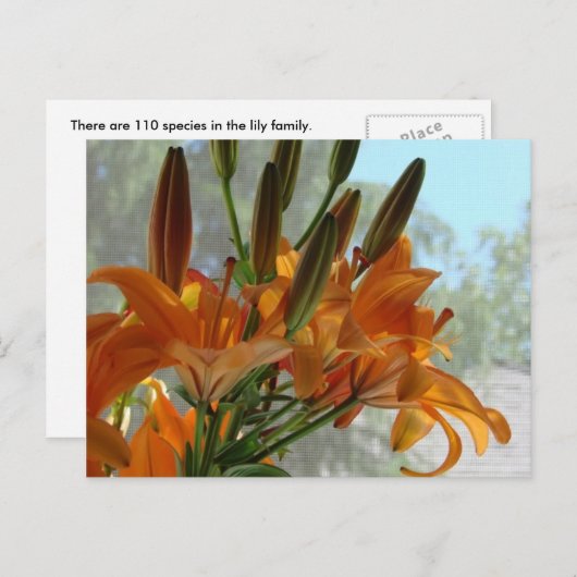 Gele leugens briefkaart (Voorkant / Achterkant)