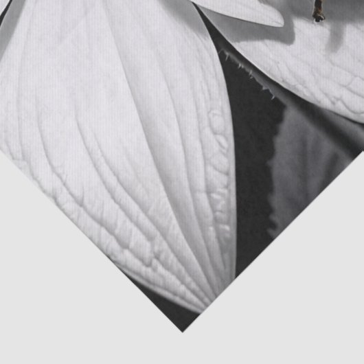 Gele lieveheersbeestje op zwarte witte bloem tissuepapier (Detail)