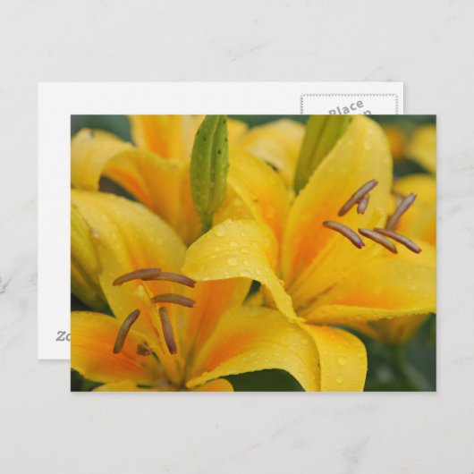 Gele lillie briefkaart (Voorkant / Achterkant)