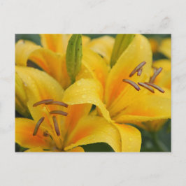 Gele lillie briefkaart