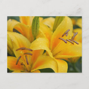 Gele lillie briefkaart
