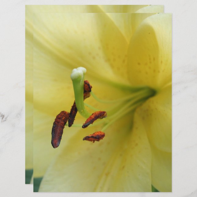 Gele Lily Flower Close Scrapbook paper (Voorkant / Achterkant)