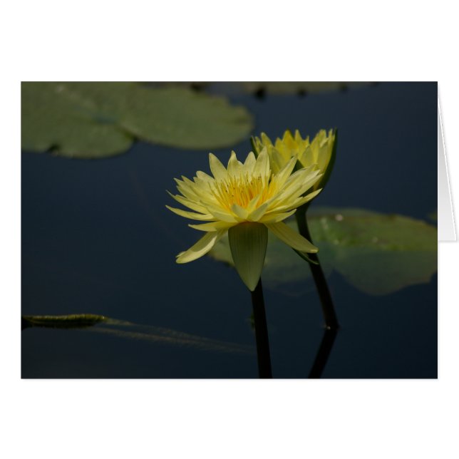 Gele Lotus Waterlilies Kaart (Voorkant Horizontaal)