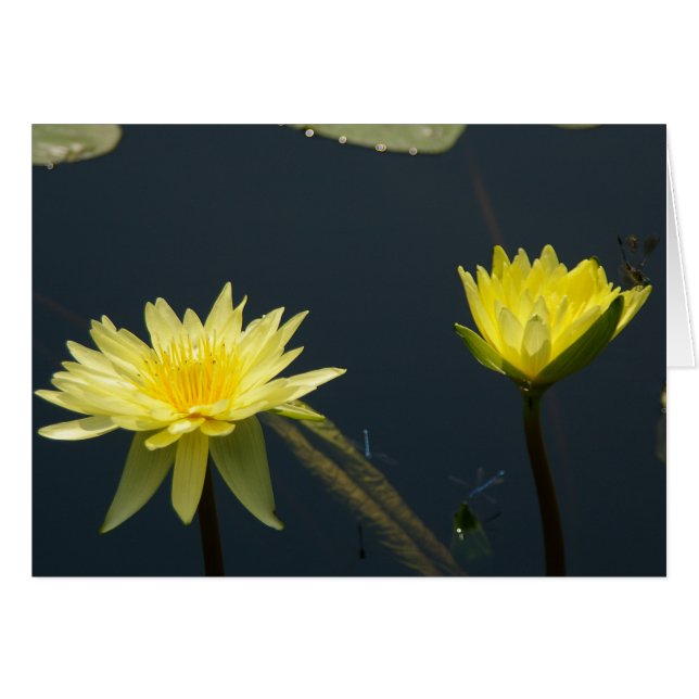 Gele Lotus Waterlilies Kaart (Voorkant Horizontaal)