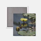 Gele Lotus Waterlilies magnet (Voorkant / Achterkant)