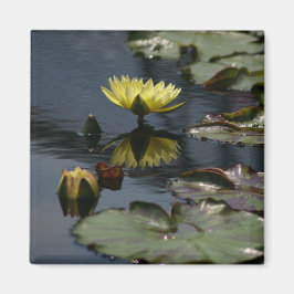 Gele Lotus Waterlilies magnet