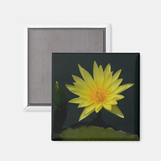 Gele Lotus Waterlilies magnet (Voorkant / Achterkant)