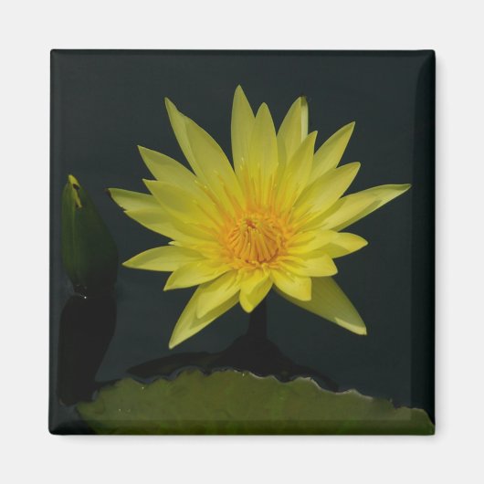 Gele Lotus Waterlilies magnet (Voorkant)