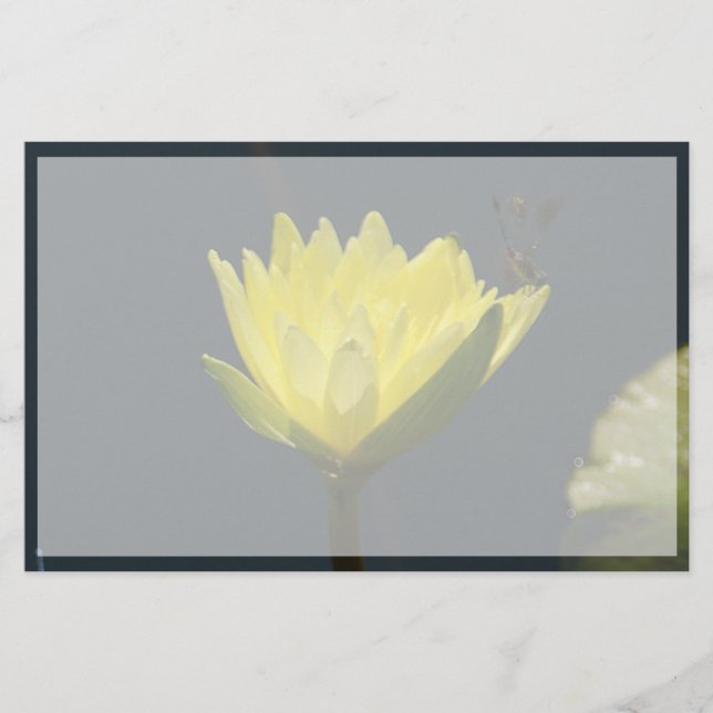 Gele Lotus Waterlily Flower (Voorkant)