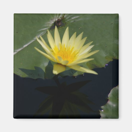 Gele Lotus Waterlily magnet (Voorkant)