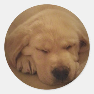 Gele lub puppy Slaping Ronde Sticker