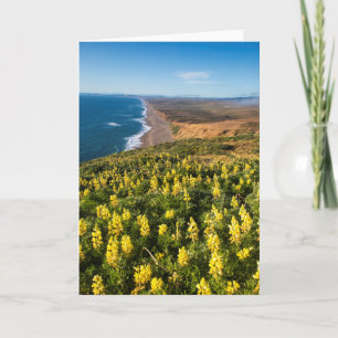 Gele lupine boven punt Reyes Beach Kaart