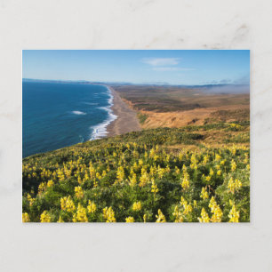 Gele lupine boven punt Reyes Beach op punt Briefkaart
