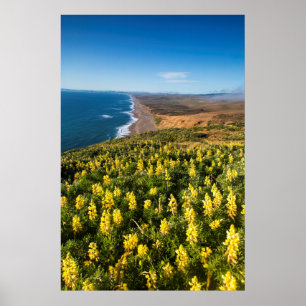 Gele lupine boven punt Reyes Beach op punt Poster