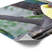 Gele Lutino Ring Necked Paraket in een boom Poster (Hoek)